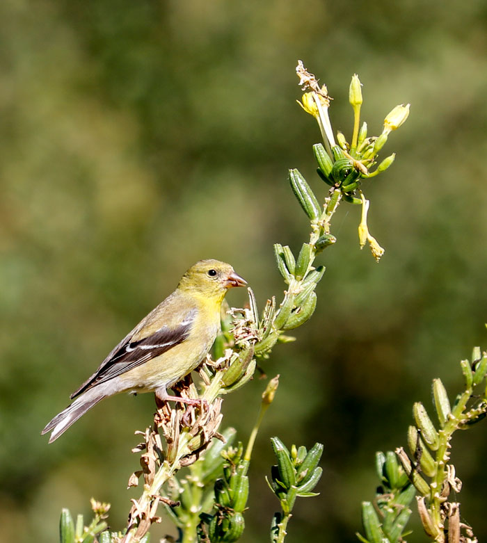 A Goldfinch Feeding From Fall Flowers