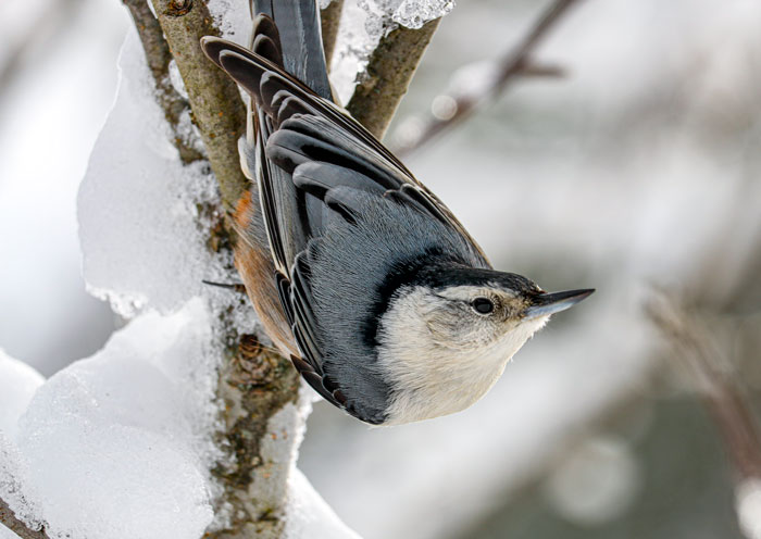 Hanging Nuthatch