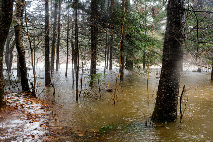 The Woods Flooding
