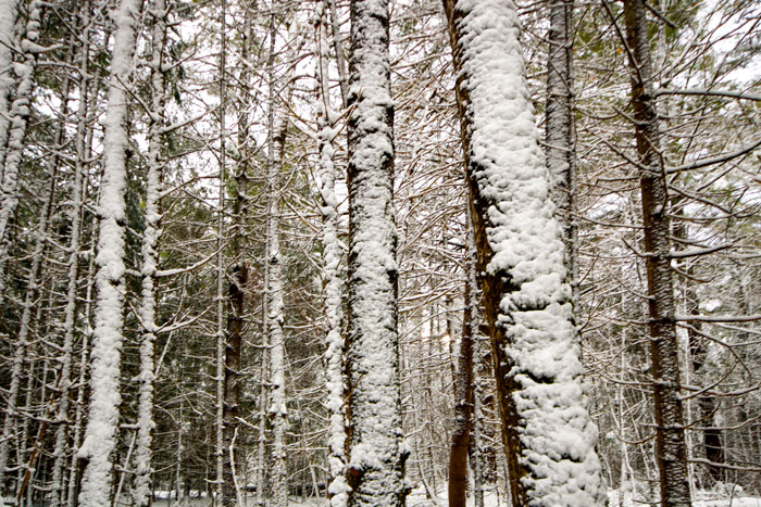 Pine Trees Covered In Snow