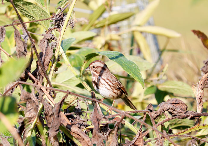 Song Sparrow In The Garden