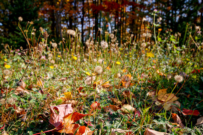 Tall Grasses With Fall Leaves
