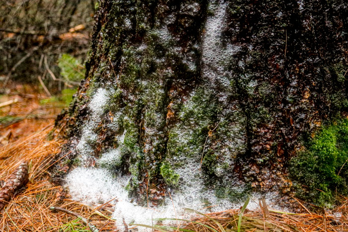 Foam At The Base Of A Tree