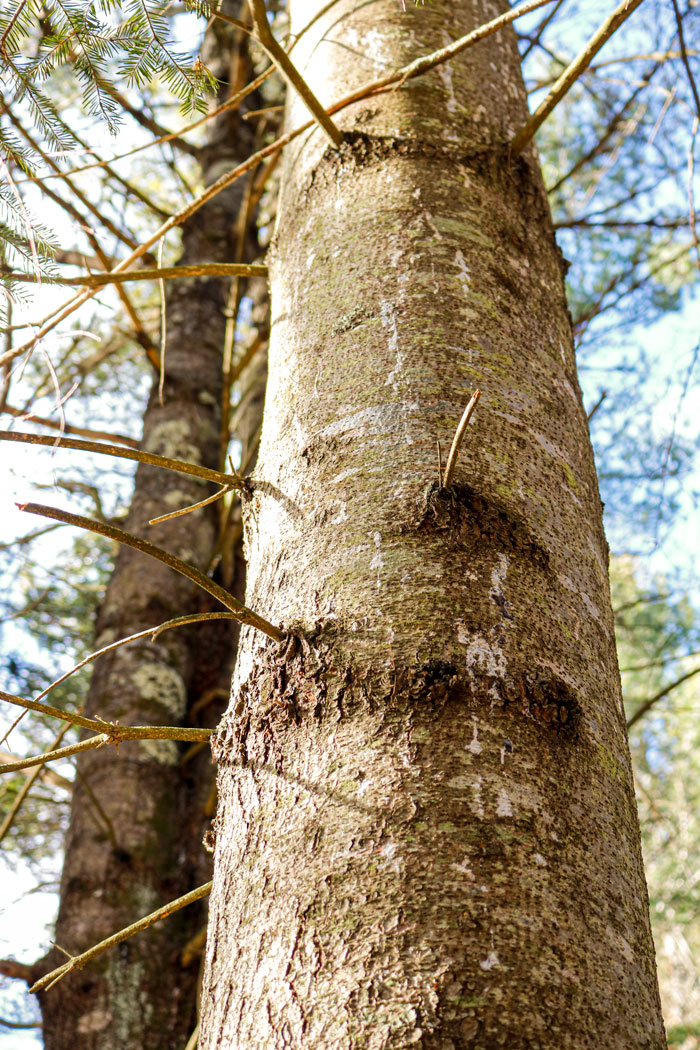 Sap On Pine Tree Trunk