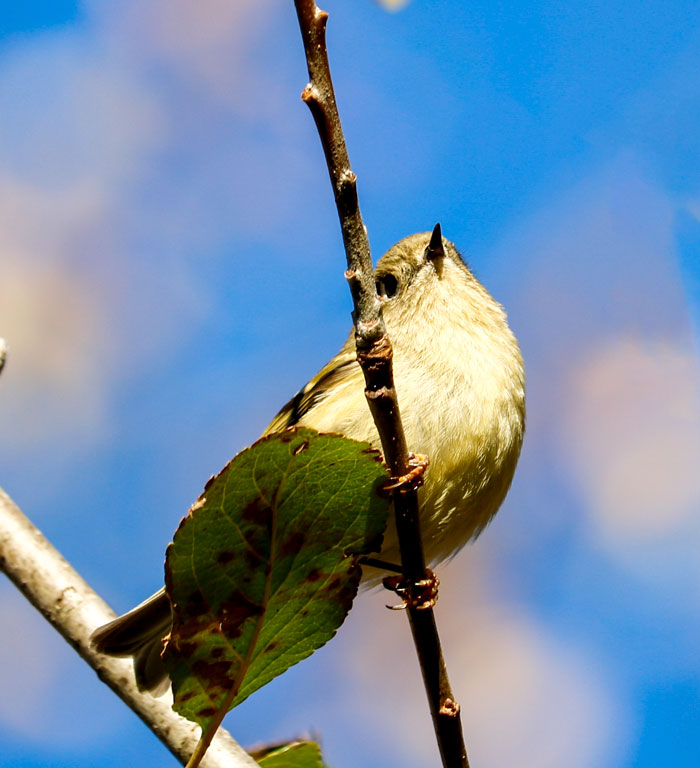 Ruby Crowned Kinglet Perching With A Blue Sky