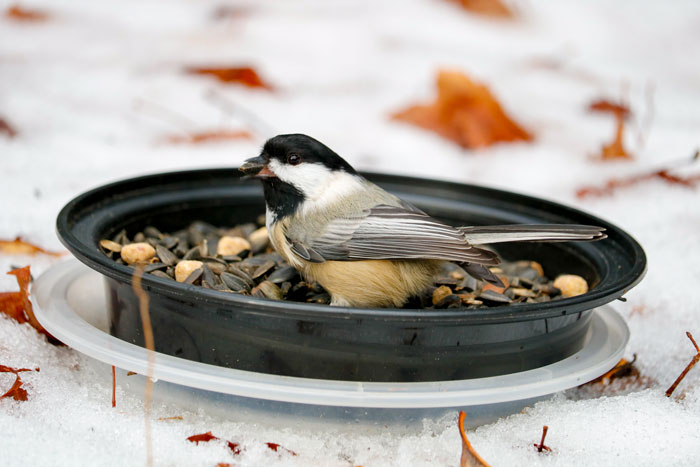 Bowl Of Food In The Snow