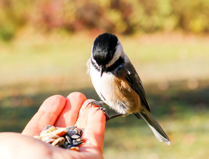 Brood Patch On A Black Capped Chickadee