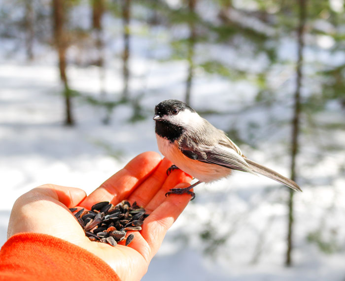 Black Capped Chickadee Looking At The Camera