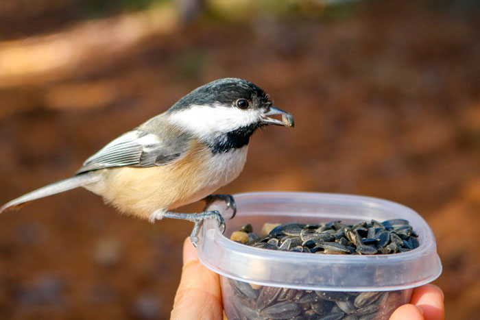 Chickadee Taking A Seed From A Container 
