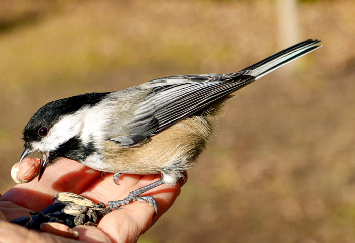 Black Capped Chickadee In Hand