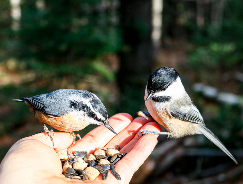 Black Capped Chickadee And Red Breasted Nuthatch Hand Feeding