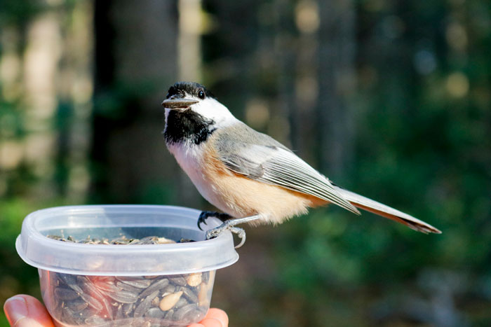 A Chickadee With A Seed In Its Beak