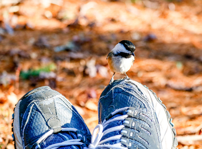 Black Capped Chickadee Perching On My Sneakers