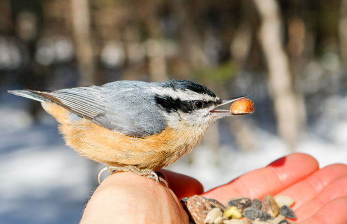 A Male Red Breasted Nuthatch Eating  Chickadees Choice
