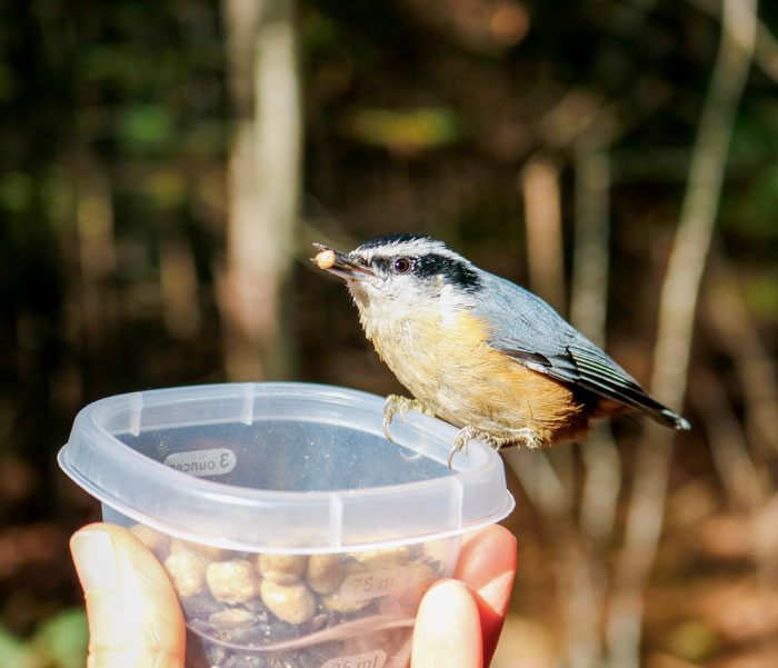Feeding Seeds To A Red Breasted Nuthatch 