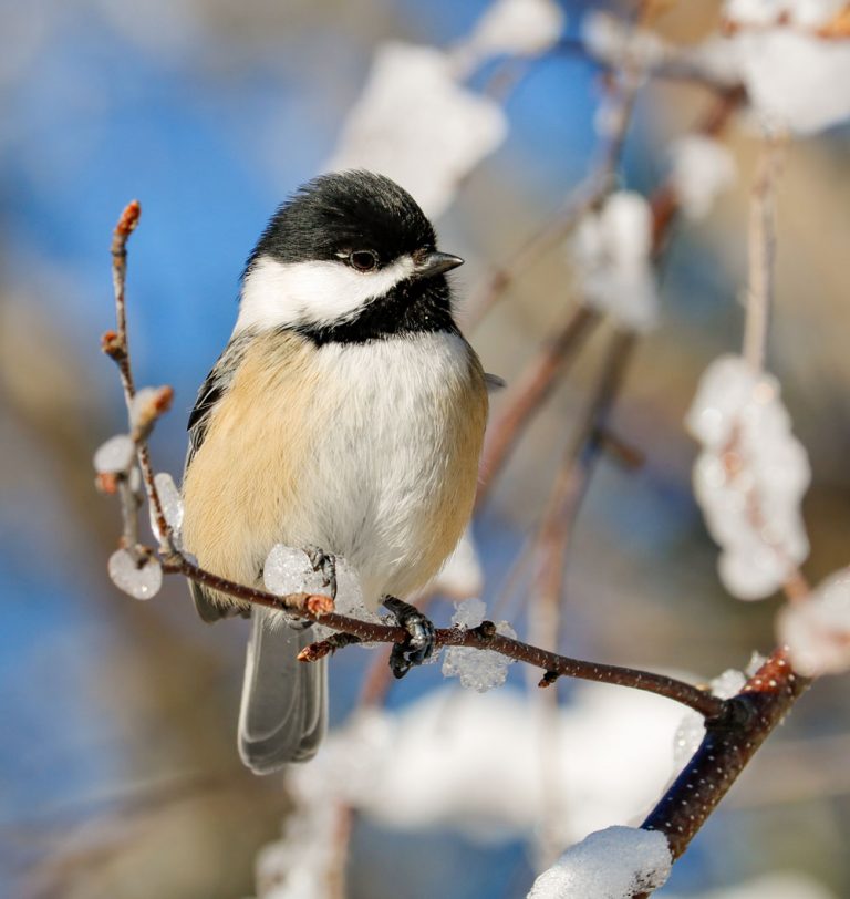 How to Get Wild Birds to Eat from Your Hand