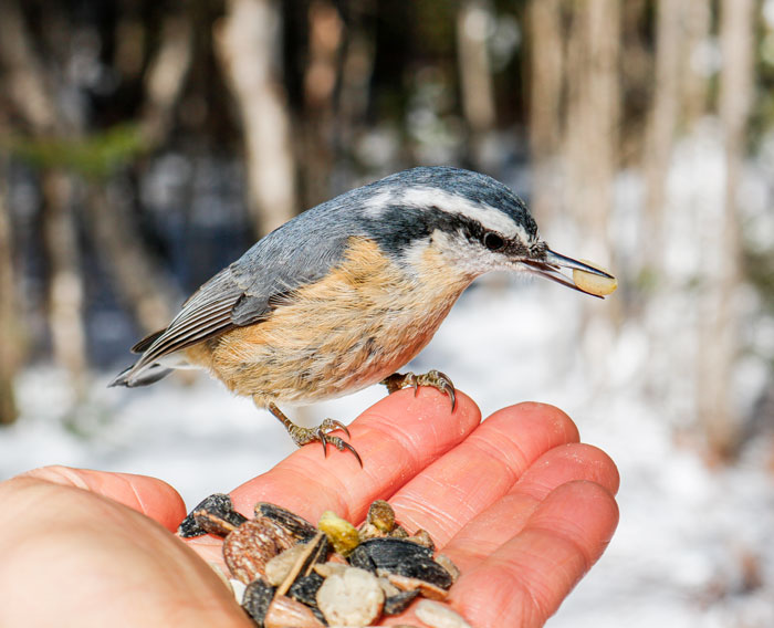 A Female Red Breasted Nuthatch