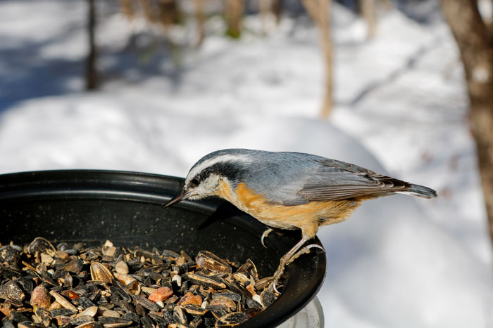 Female Red Breasted Nuthatch