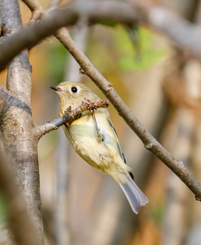 Kinglet Hanging From A Branch