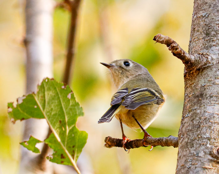 A View Of A Ruby Crowned Kinglet From The Back