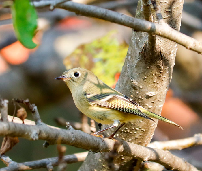 A Sideview Of A Kinglet