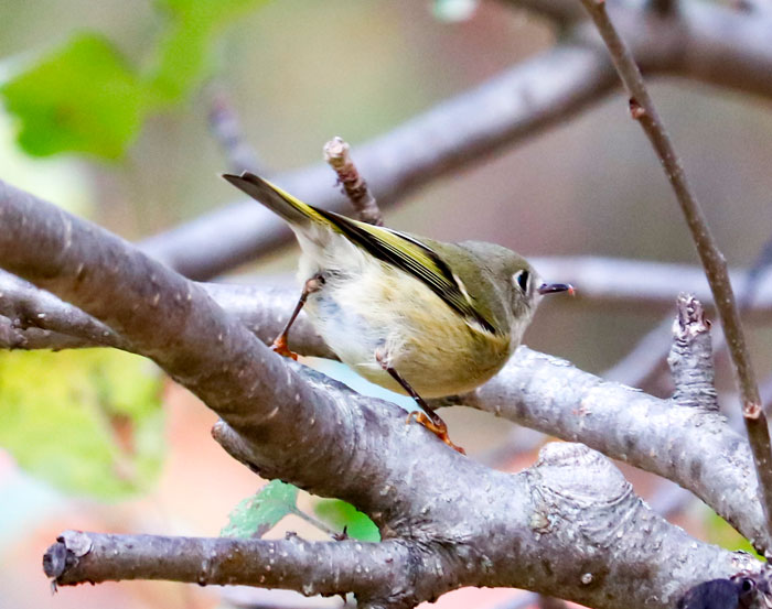 Kinglet With An Insect In Its Beak