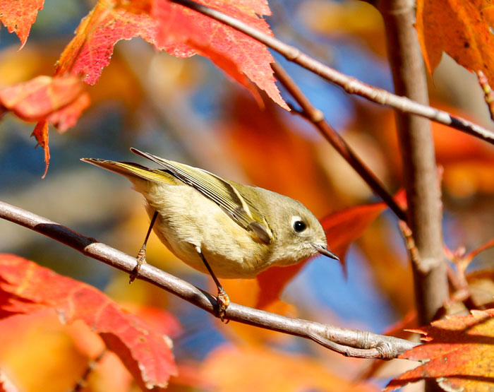 A Ruby Crowned Kinglet Perching Among The Fall Leaves