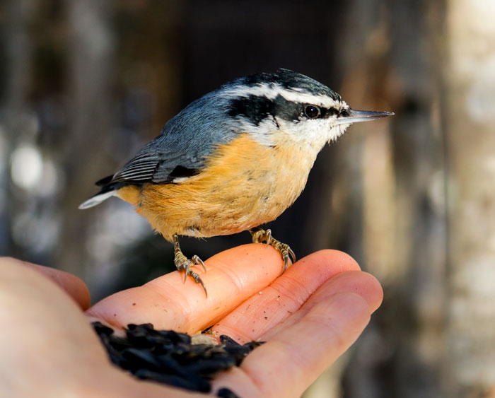 Hand Feeding A Red Breasted Nuthatch