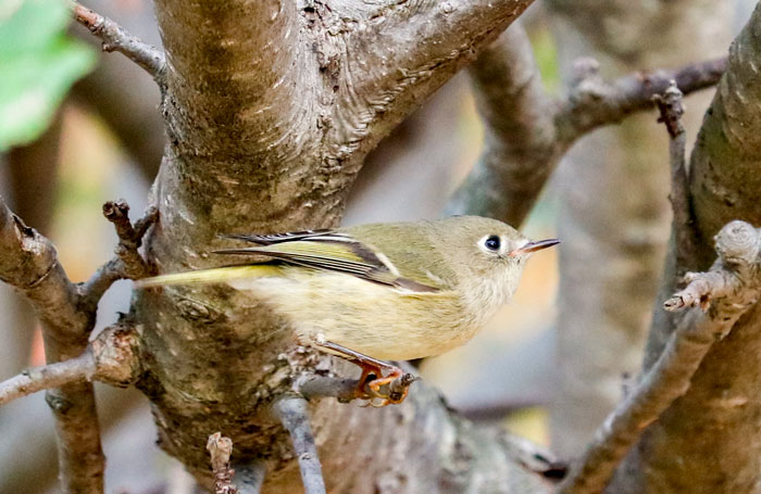 Ruby Crowned Kinglet Perching In A Tree