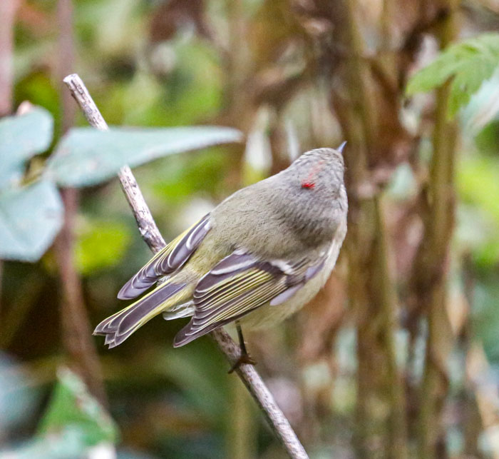 The Ruby Crown Found On The Ruby Crowned Kinglet