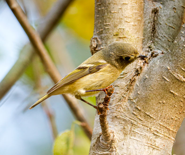 A Ruby Crowned Kinglet From The Side