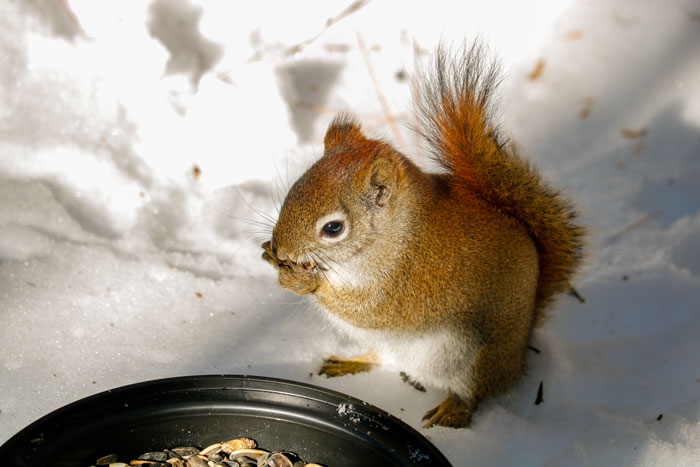 An American Red Squirrel Eating Out Of A Bowl