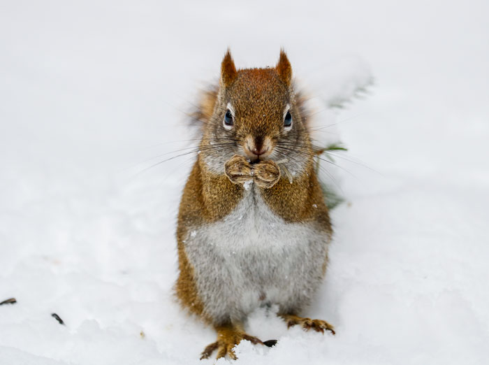 An American Red Squirrel Eating Seeds
