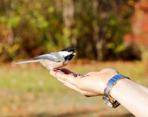 How to Get Wild Birds to Eat from Your Hand