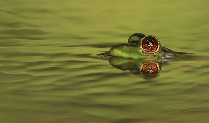 Bullfrog Swimming In Green Water