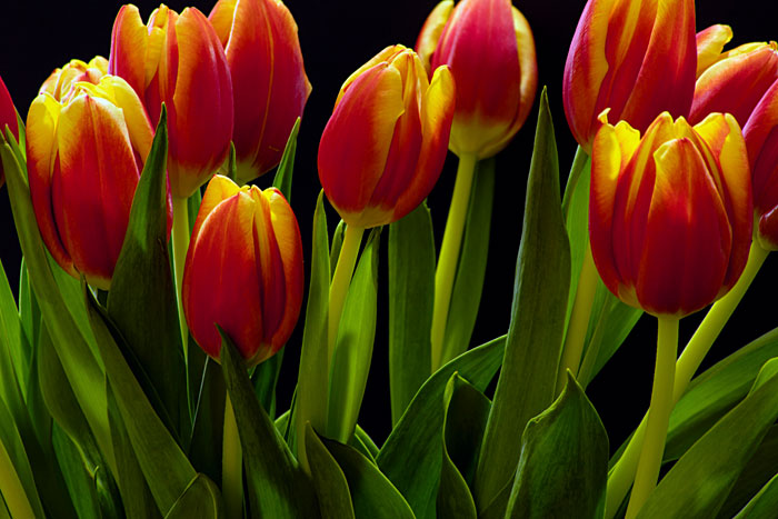 A Bouquet Of Tulips