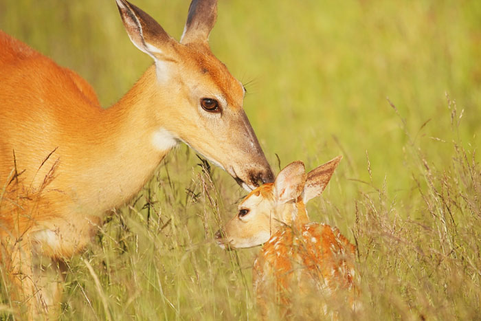 White Tailed Deer And Her Fawn
