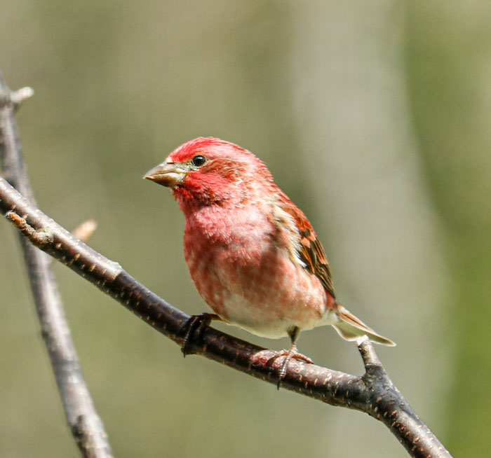 Sideview Of A Finch