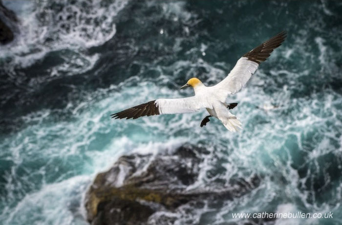 Gannet Over The Water