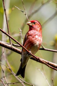 Purple Finch Facts