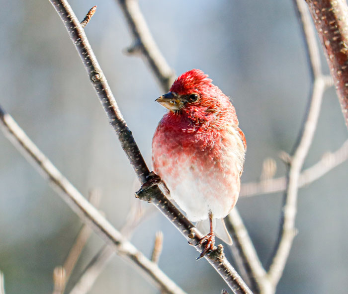 Sideview Of A Male Purple Finch