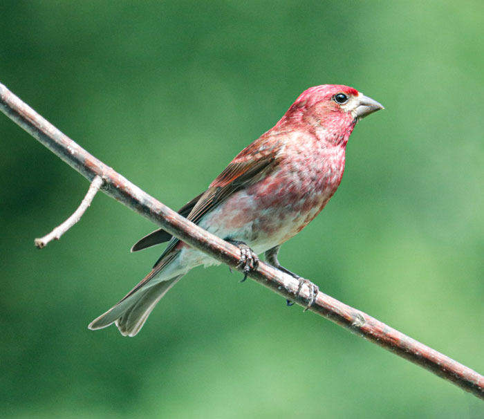 Male Purple Finch With A Green Background