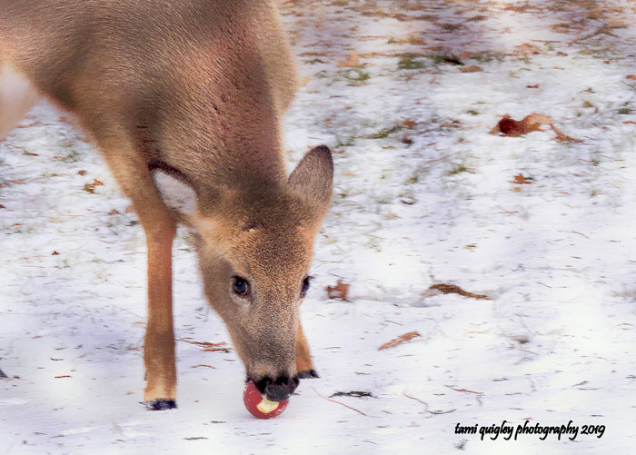 White Tailed Deer With Apple