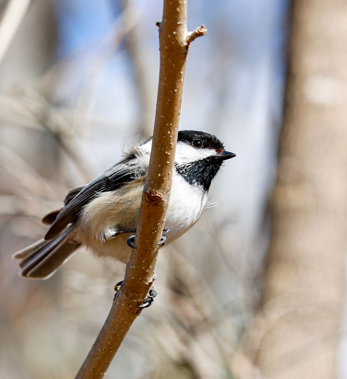 Black Capped Chickadee In A Windstorm