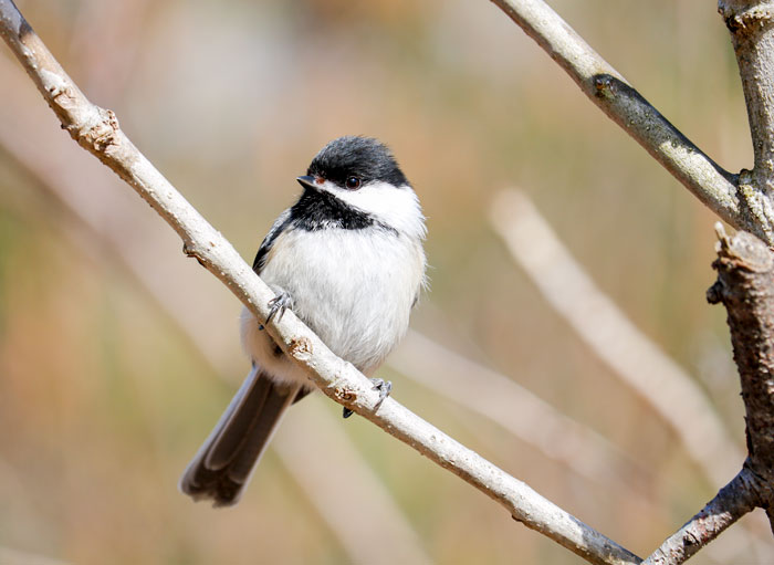 Black Capped Chickadee In The Wood