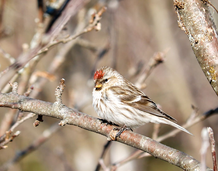 A Common Redpoll Perching In An Apple Tree