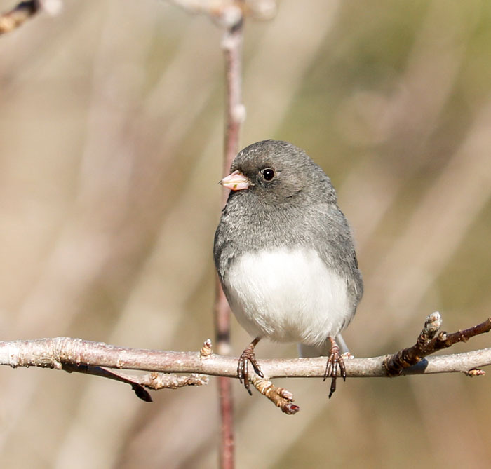 Dark Eyed Junco Perched In An Apple Tree