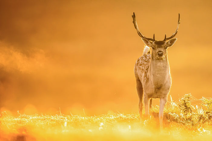 Fallow Deer In The Sun