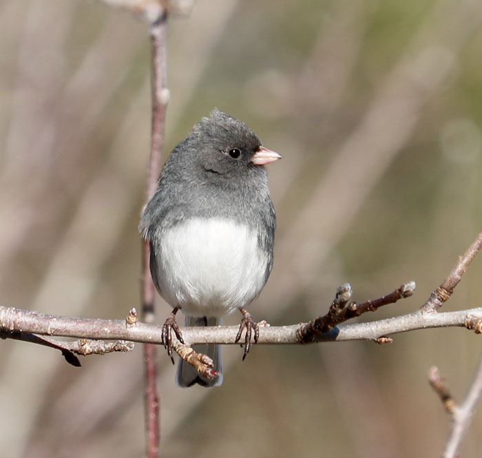 Junco Braving The Wind