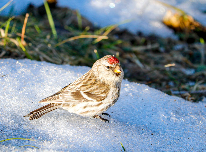 A Common Redpoll Eating Snow